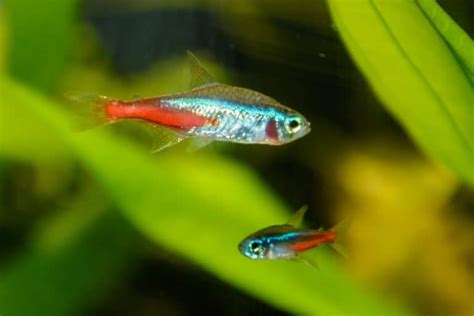 21 Best Guppy Tank Mates That Are Easy to Keep! - Fish Tank Master