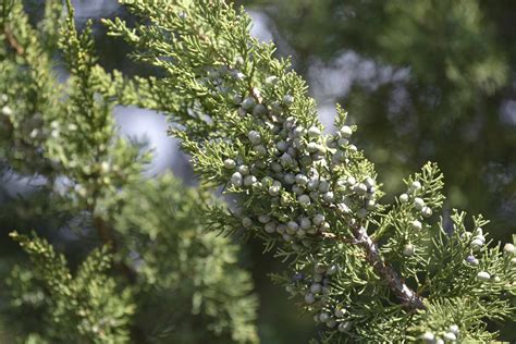 Chinese Juniper: Plant Care & Growing Guide