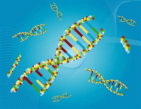 Genetic Drift - Definition, Examples and Causes | Biology Dictionary