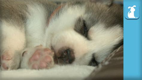 Cute Huskies Puppies Sleeping