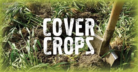 Why Cover Crops Are So Essential To The Organic Garden | Garden Culture Magazine