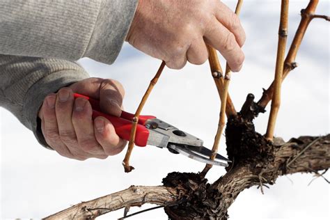 How to Train and Prune Grapevines