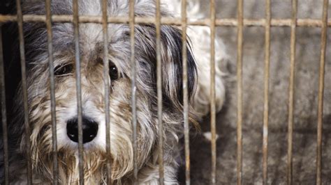 Australia's Outbreak of a Deadly Dog Disease May Have Come From Imported Pets