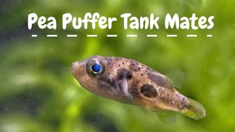 Pea Puffer Tank Mates | 9 Buddies To Choose From