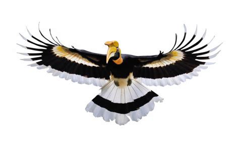 Hornbill Flying Stock Photos, Pictures & Royalty-Free Images - iStock