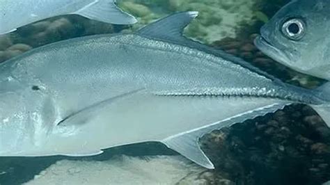 Fun Bigeye Trevally Facts For Kids | Kidadl