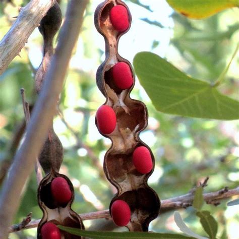 A Guide to Growing Bean Trees: Tips and Tricks