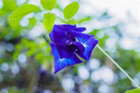 close up blue butterfly pea flower in the garden 12884199 Stock Photo ...