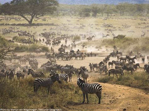 Interesting facts about zebras | Just Fun Facts