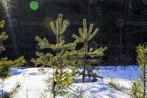 pine trees in winter 9723957 Stock Photo at Vecteezy