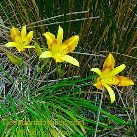 Vintage Daylily Wilson’s Yellow - Decadent Daylilies Australia