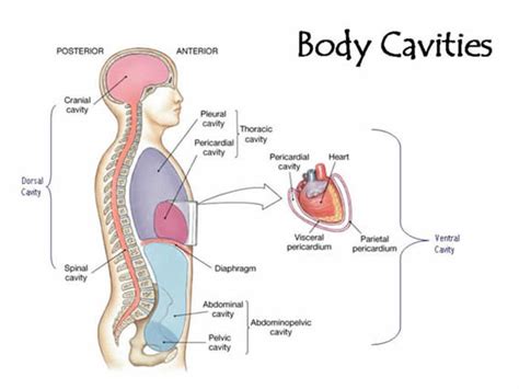 Terminology- Body Cavities