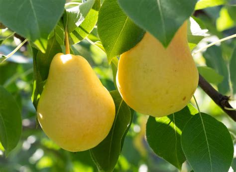 7,400+ Pear Tree Harvesting Stock Photos, Pictures & Royalty-Free Images - iStock