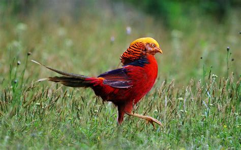 Golden Pheasant Computer Wallpapers, Desktop Backgrounds | 1920x1200 | ID:399738