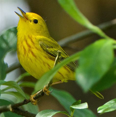 Cowbirds and Yellow Warblers | BirdNote