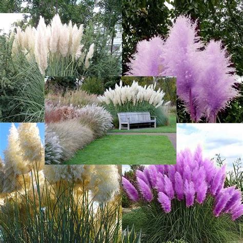 Purple Pampas grass | Purple pampas grass, Plants, Grasses landscaping