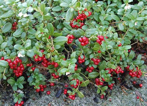 Lingonberries can be eaten fresh, made into jam or added to desserts and baked goods | Plants ...