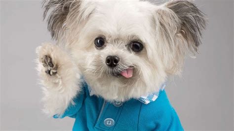 How Norbert, the adorable high-fiving therapy dog, became a social ...