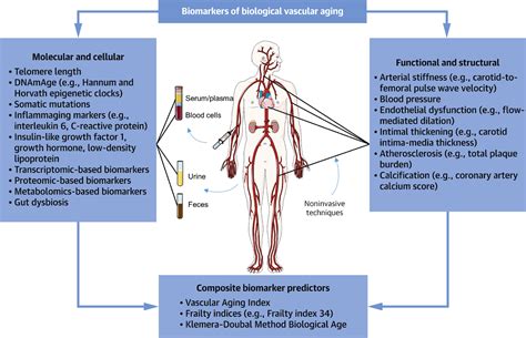 What is Biological Aging (Can It Be Reversed?) - NMN.com