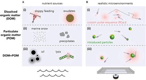 | (A) The discrete nature of dissolved chemoattractants introduces ...