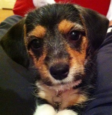 Paisley the Borkie! (Beagle/ Yorkie mix) | Yorkie mix, Yorkie, Cute animals