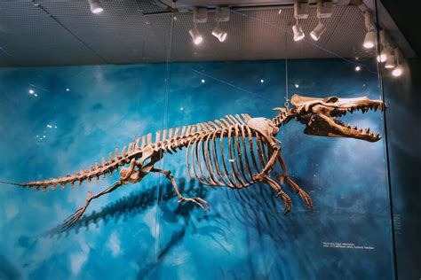 Premium Photo | 26 july 2022 munster natural history museum germany skeleton of underwater and ...