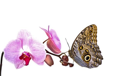 Butterfly On An Orchid Free Stock Photo - Public Domain Pictures