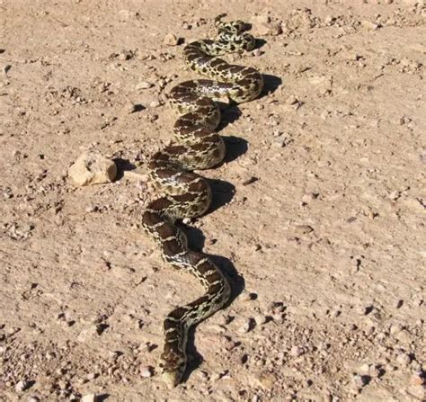 Gopher Snake - Facts, Diet, Habitat & Pictures on Animalia.bio