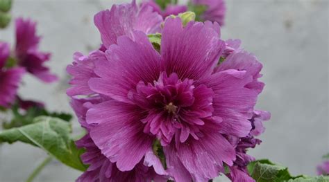 Hollyhock Colors: What Colors do Hollyhocks Bloom?