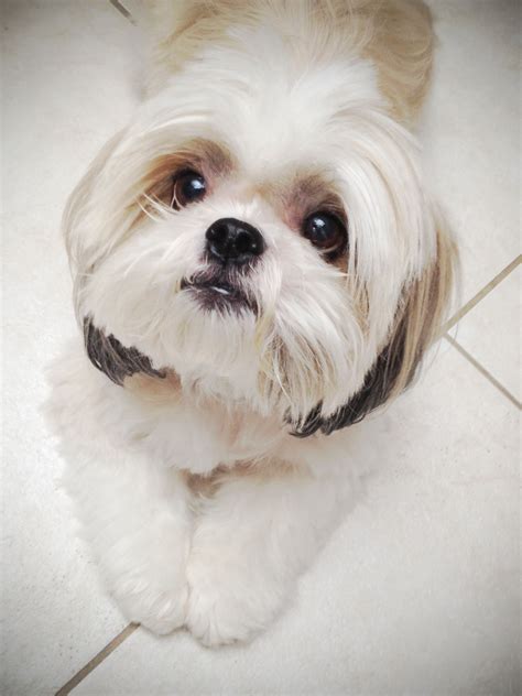 shih tzu / Shitzu / 西施犬 / Chinese Lion Dog / Chrysanthemum Dog Puppy #shihtzu | Shih Tzu | Dogs ...