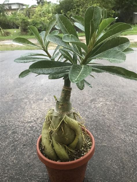 Adenium | Adenium, Plants, Grafting