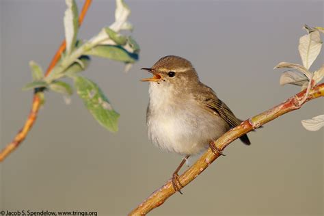 Arctic Warbler 4