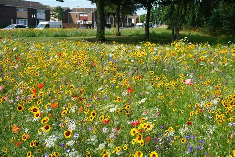 Roadside wildflower meadows are springing up across the UK – and they ...