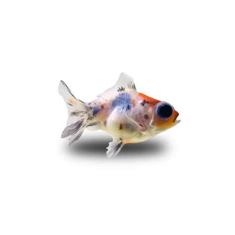 Calico Telescope Goldfish For Sale | Petco