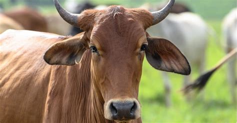 Steer vs Cow: What Are the Differences? - A-Z Animals