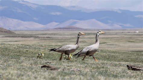 Bar-headed geese: Highest bird migration tracked - BBC News