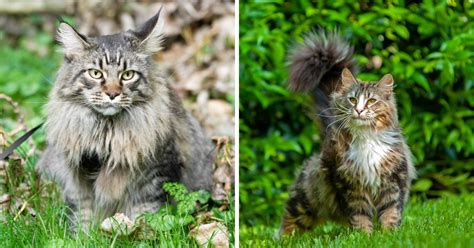 Maine Coons vs. Norwegian Forest Cats - MaineCoon.org