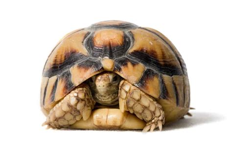 Egyptian Tortoise - A-Z Animals