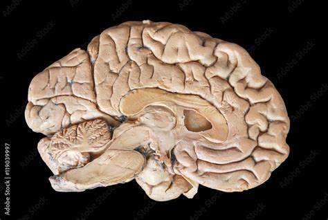 Real human half brain anatomy isolated on black background Stock Photo ...