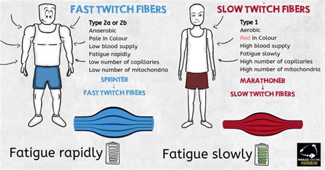 Why Can't I understand key muscle fibre types - different muscle fibre types - Parallel Coaching