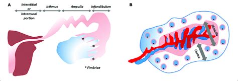 | Schematic overview of fallopian tube and ovary. (A) The fallopian... | Download Scientific Diagram