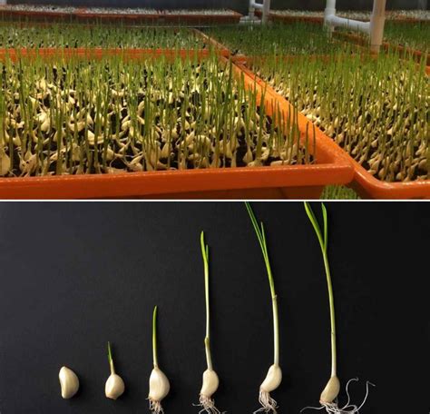 Growing Garlic Hydroponically, Nutrients for Garlic Plants | Gardening Tips