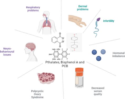 Illustration of various adverse effects of phthalates, bisphenol A, and ...