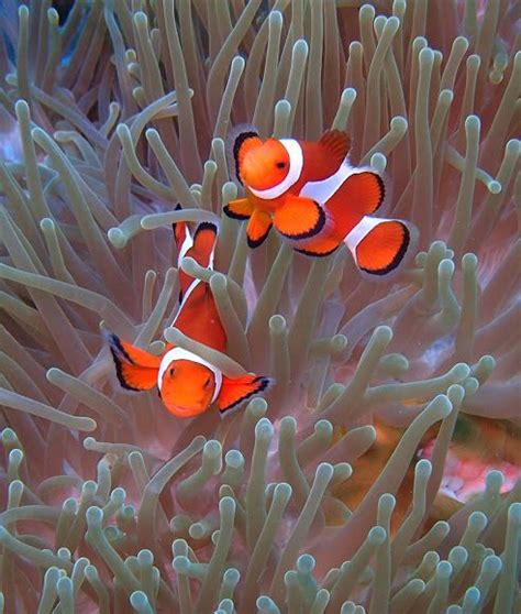 Ocellaris Clownfish | Clown fish, Beautiful sea creatures, Saltwater ...