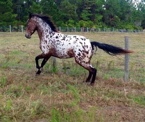 Andalusian Appaloosa cross Gorgeous! | Beautiful horses, Appaloosa ...