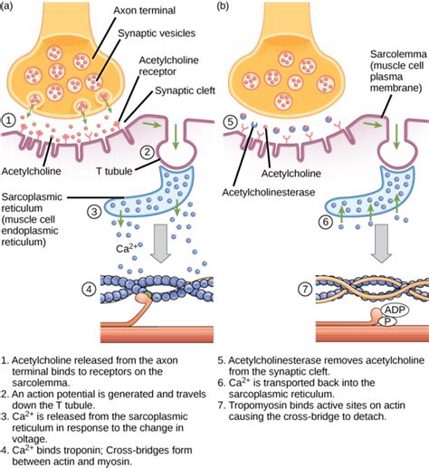 38.19: Muscle Contraction and Locomotion - Excitation–Contraction Coupling - Biology LibreTexts