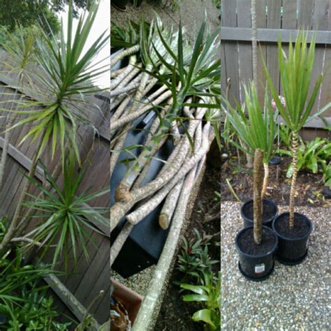 Dracaena Marginata - Dragon Plant Propagation/Cuttings | Propagating plants, Plants, Houseplants