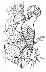 Adult Coloring Birds Pages sketch template