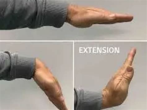 Wrist Flexion And Extension