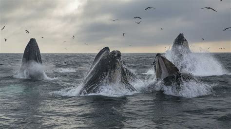 Humpback whales may have bounced back from near-extinction, but it's too soon to declare them safe